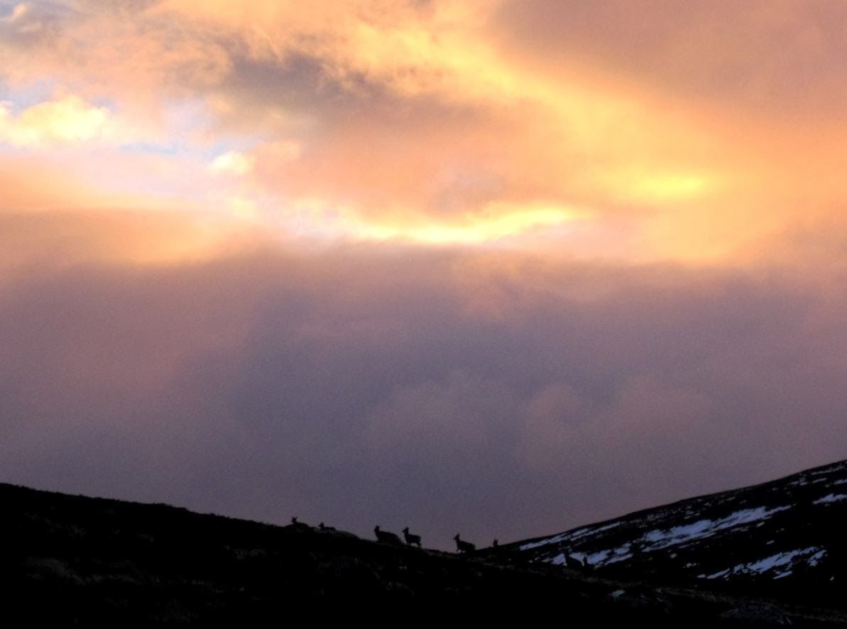 Balmoral estate red deer