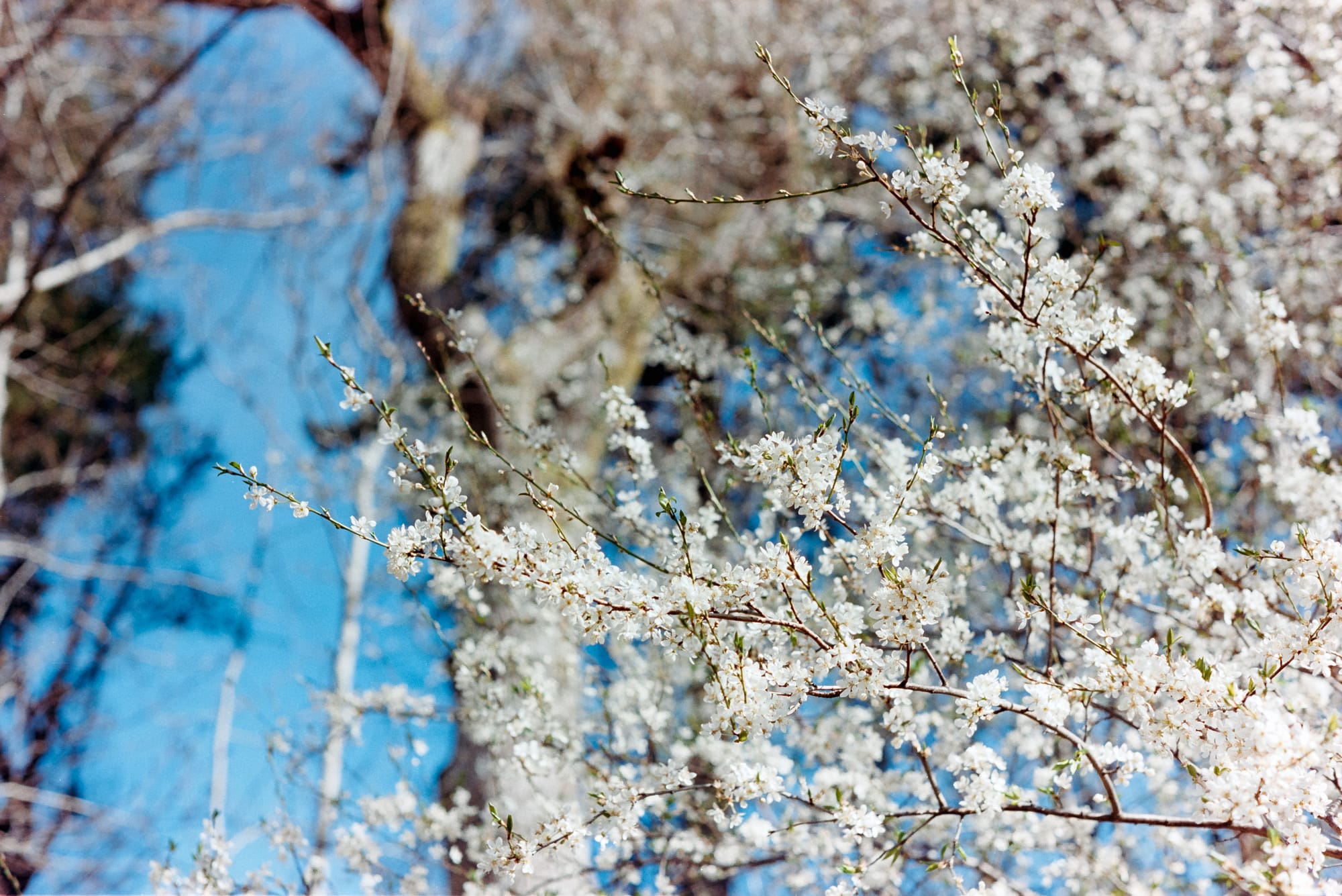 Perthshire, March, Kodak cine film