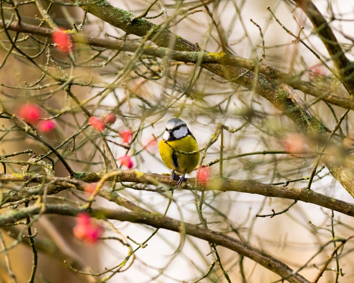 An afternoon of bird photography at Gibraltar Point | Alex Roddie