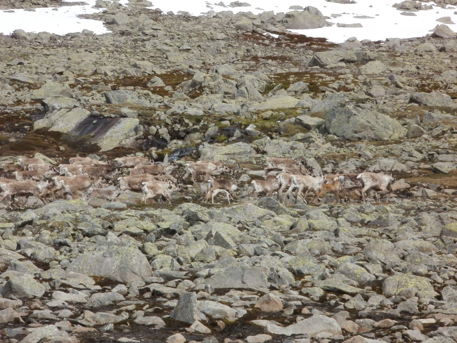 A herd of reindeer near my camp