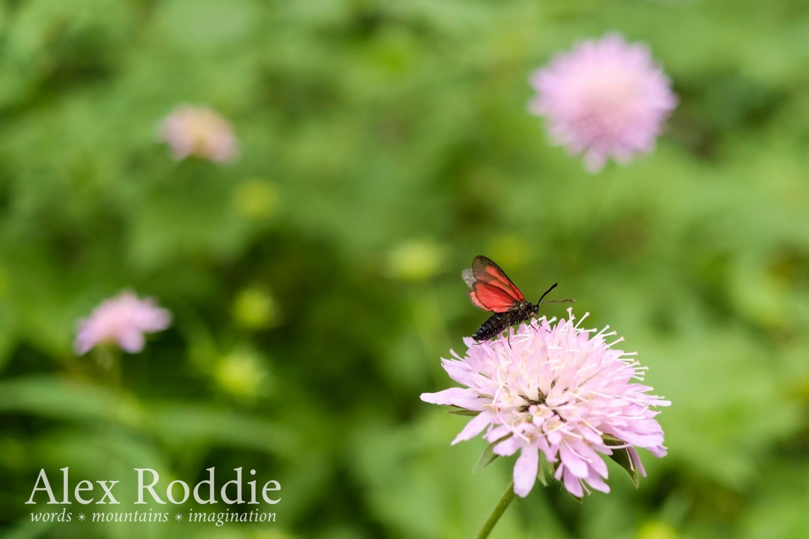 Wildlife in the Val d'Estos