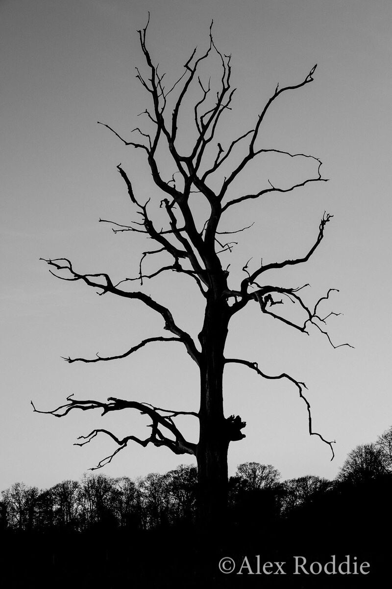 The Poet, a distinctive dead tree in the Gunby parkland, and one of my favourite landmarks in the area