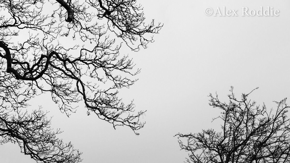 This month, I've been fascinated by tree silhouettes and the shapes they draw against the sky