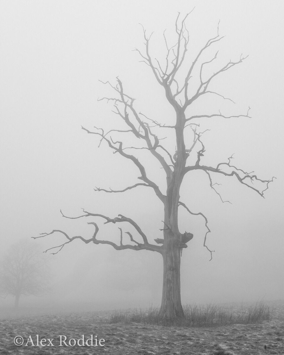 The Poet on a sombre morning of freezing fog