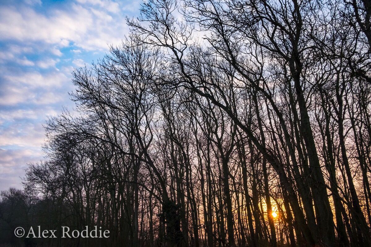 For about a week, I managed to time it right to see the sunrise at this point as I was passing this wood