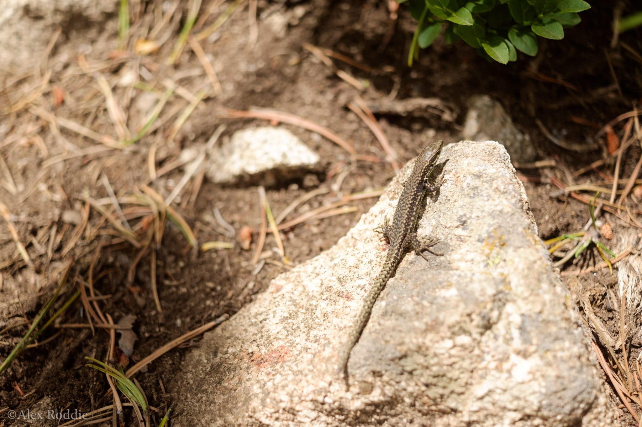 Pyrenees lizard