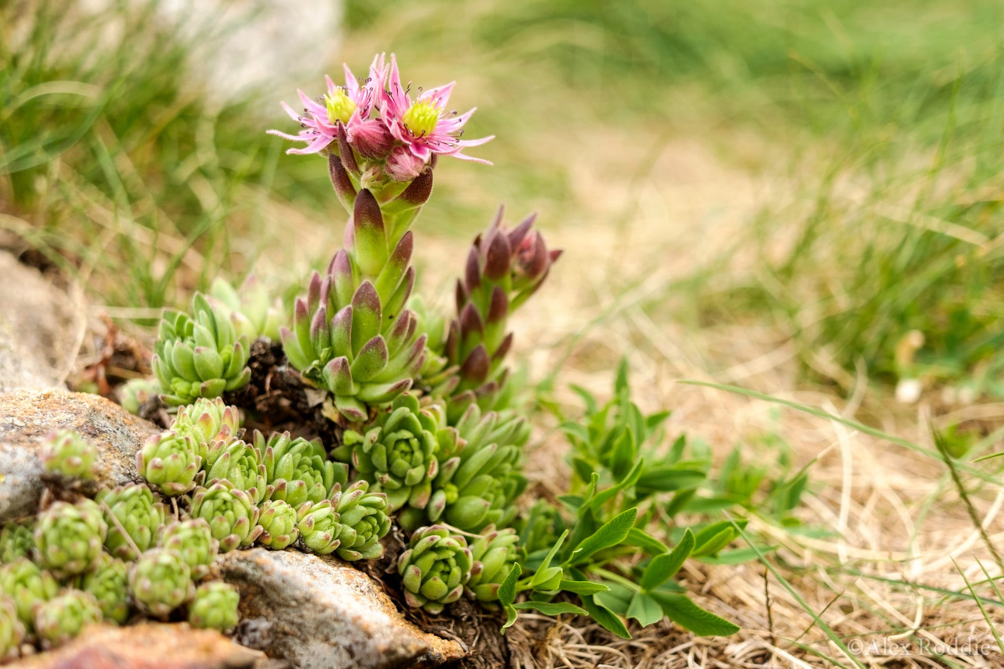 Mountain flora