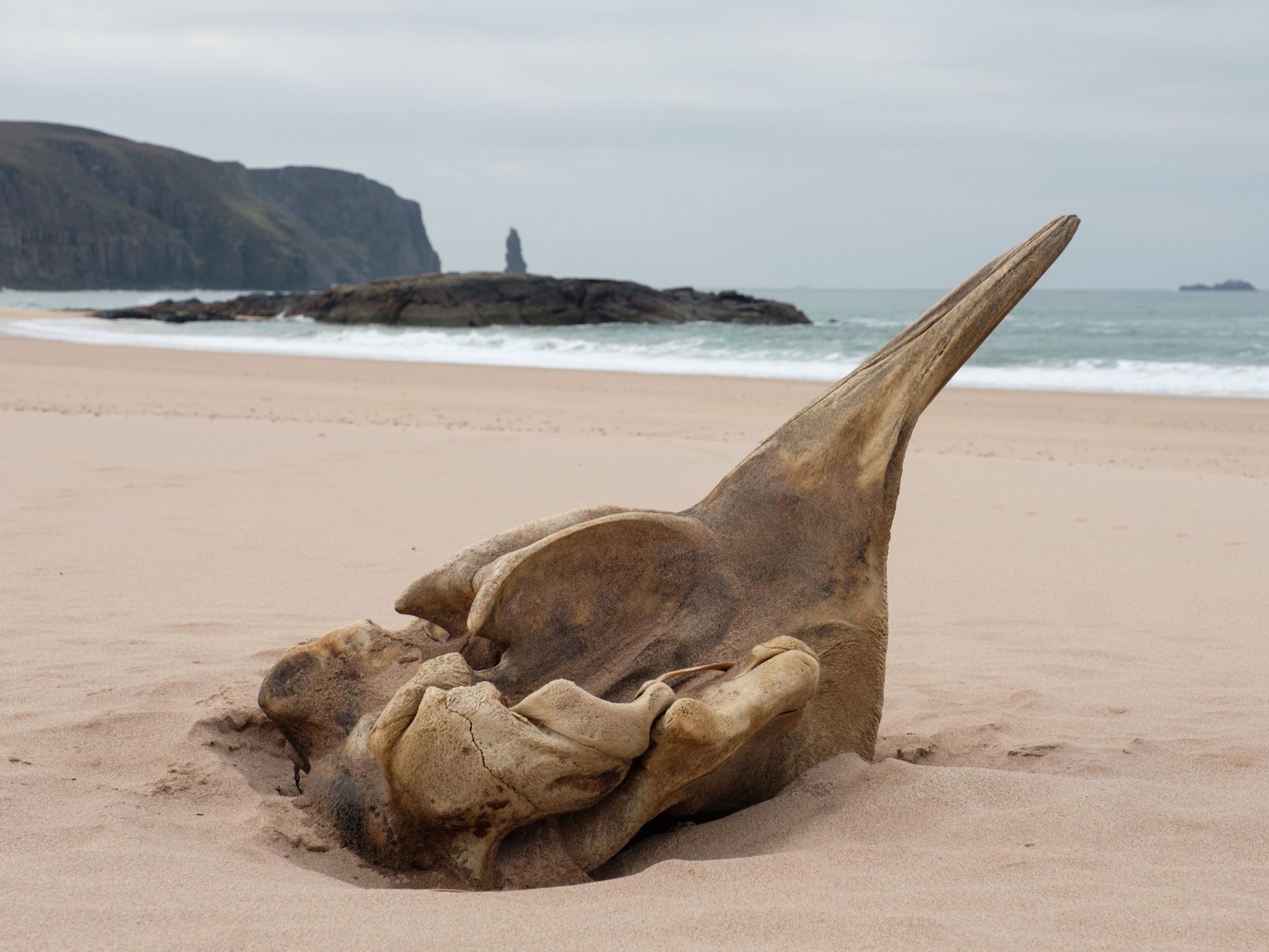 This whale skull on Sandwood Bay prompted a bit of soul-searching.