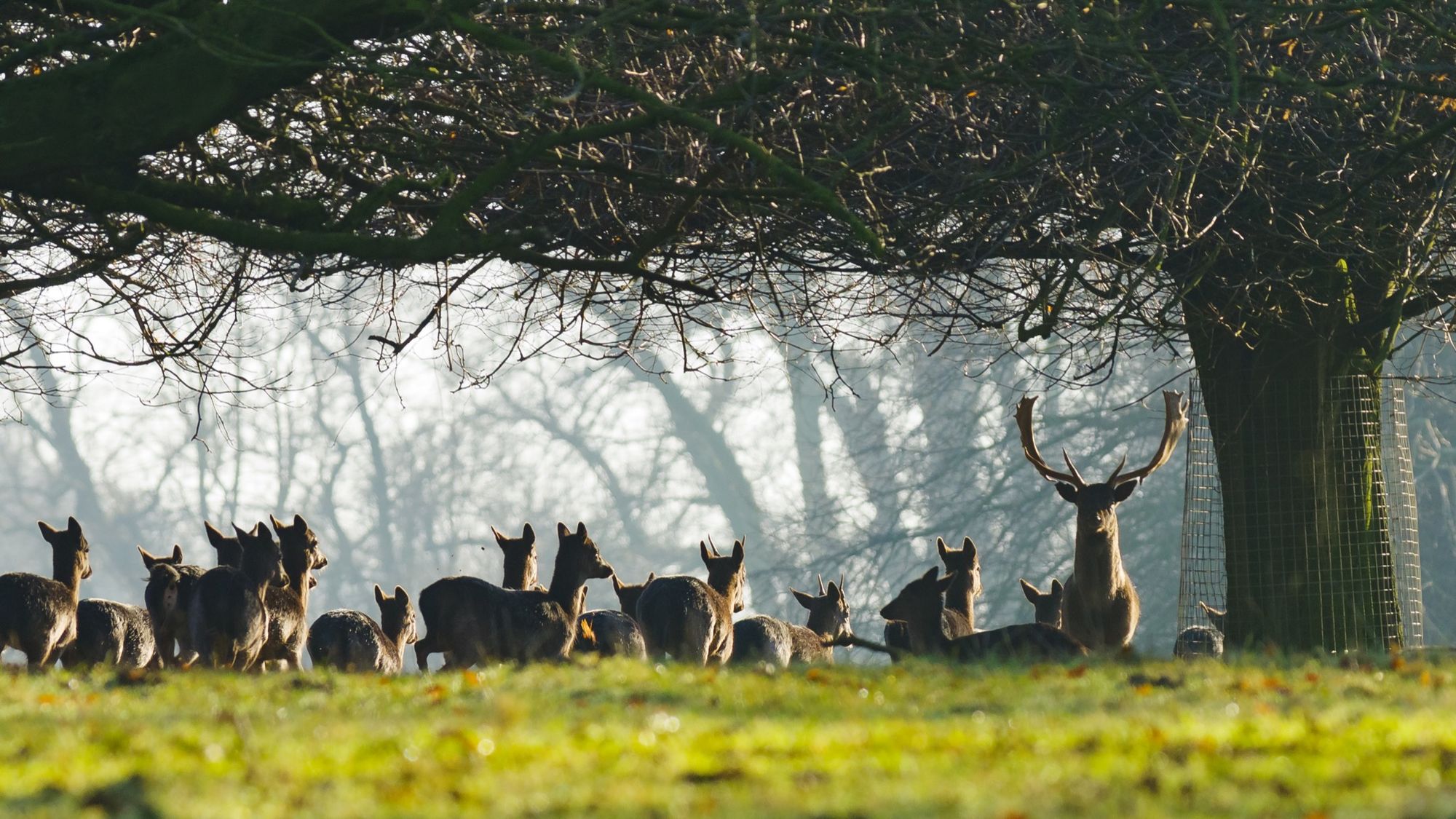 Scrivelsby Deer Park
© Alex Roddie