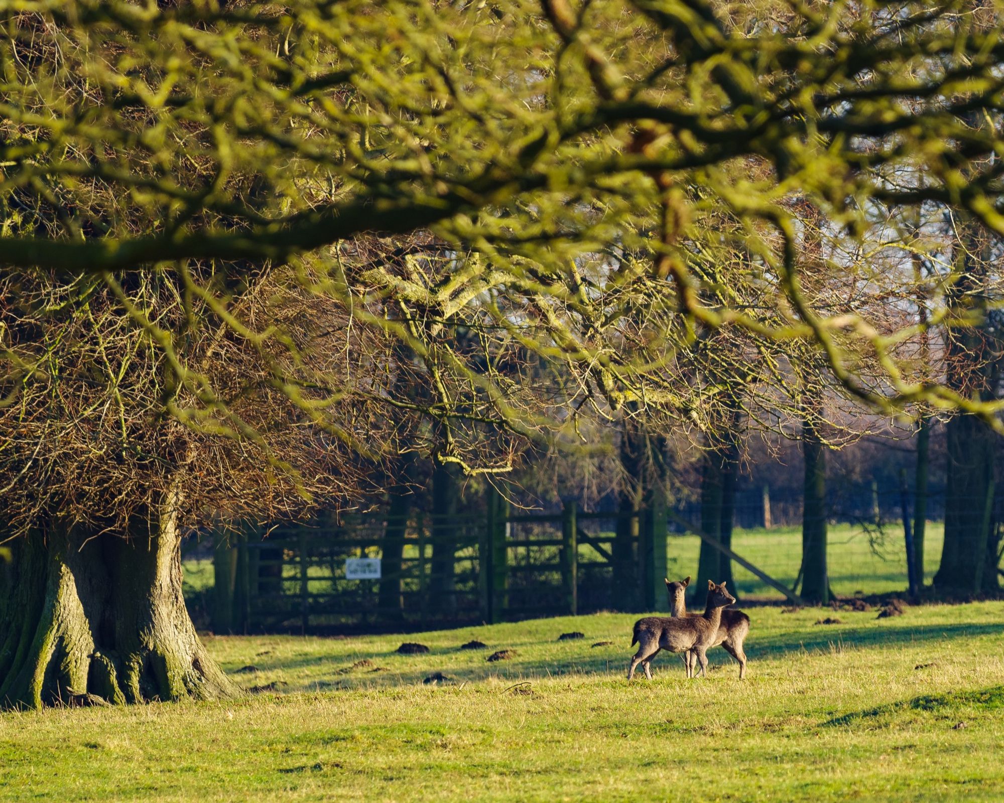 Scrivelsby Deer Park
© Alex Roddie