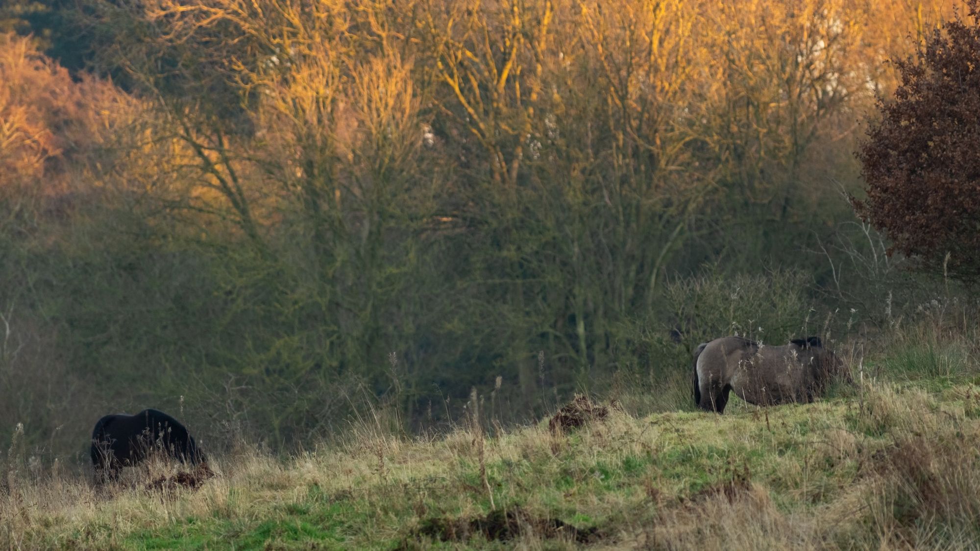 Conservation grazing at Snipe Dales © Alex Roddie