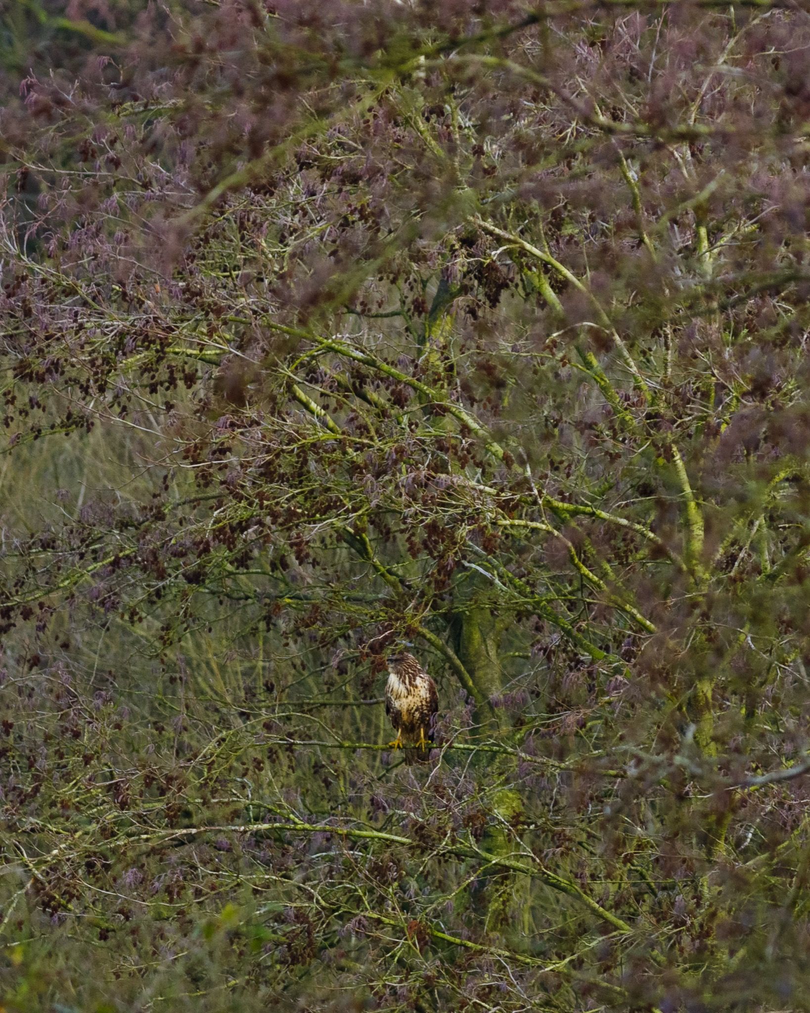 The buzzard © Alex Roddie