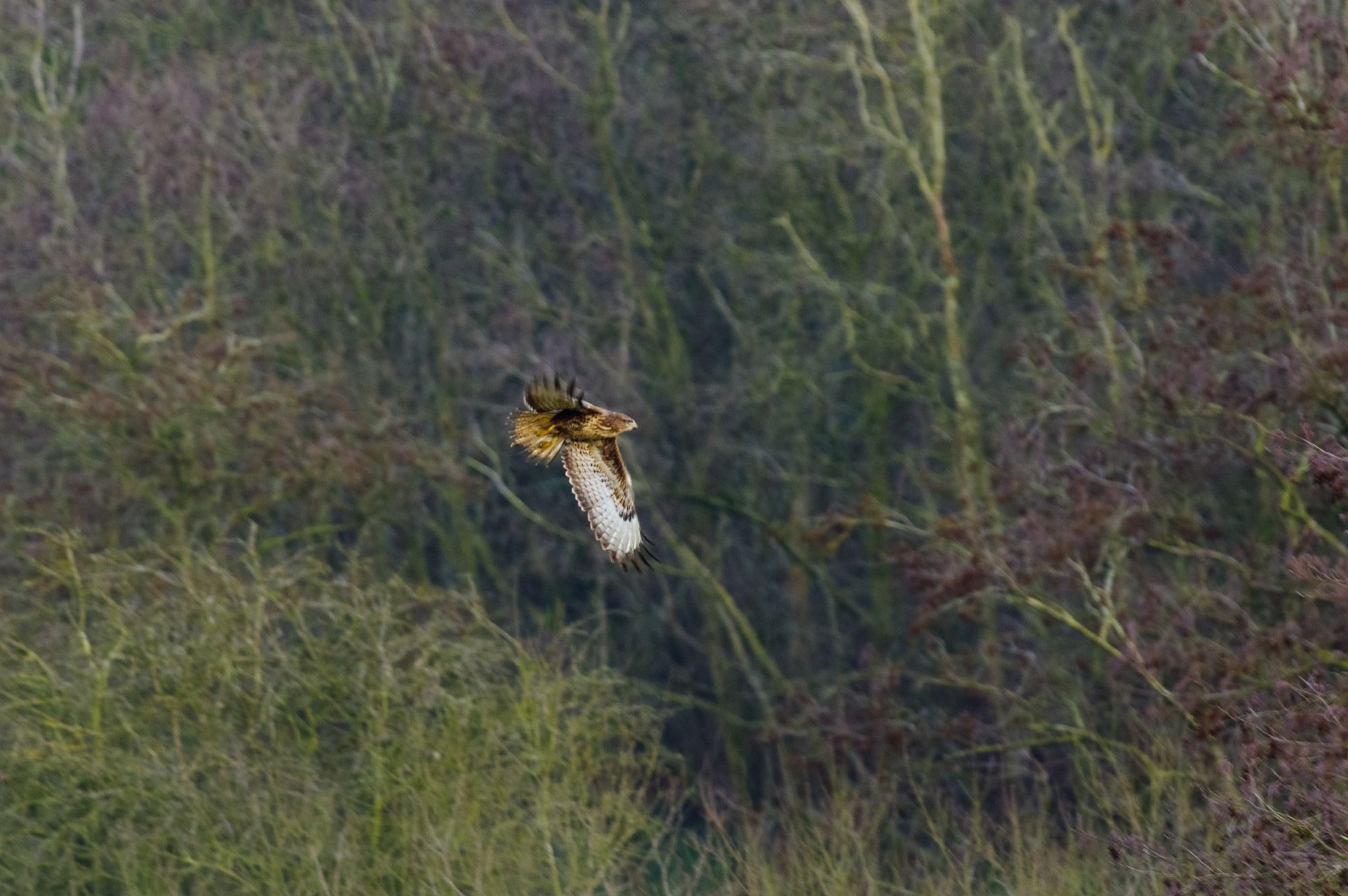 I'm very much a beginner when it comes to bird photography. My next attempt will be more technically proficient! © Alex Roddie