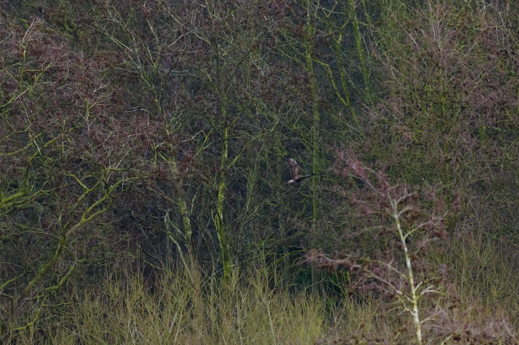 The buzzard disappears into the trees © Alex Roddie