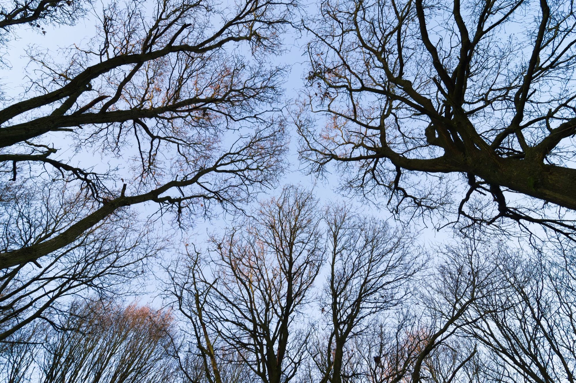 Crown shyness © Alex Roddie