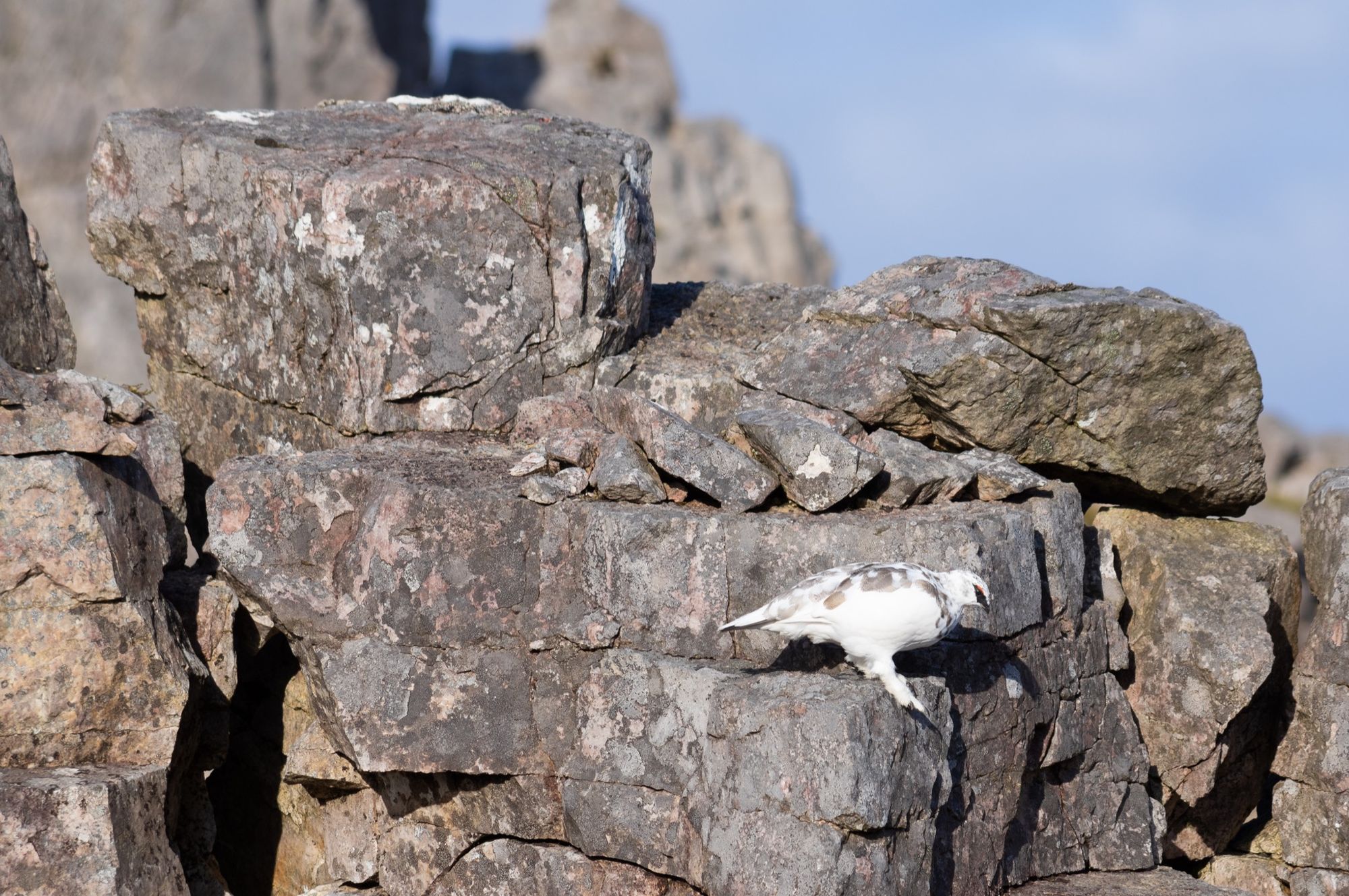 Ptarmigan on Beinn Eighe © Alex Roddie