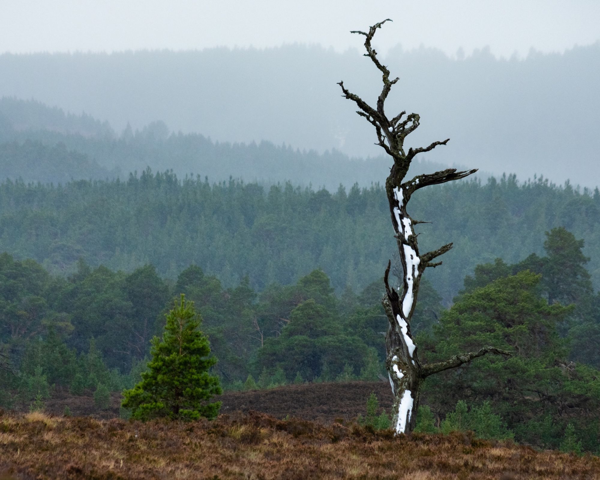 Abernethy Forest © Alex Roddie