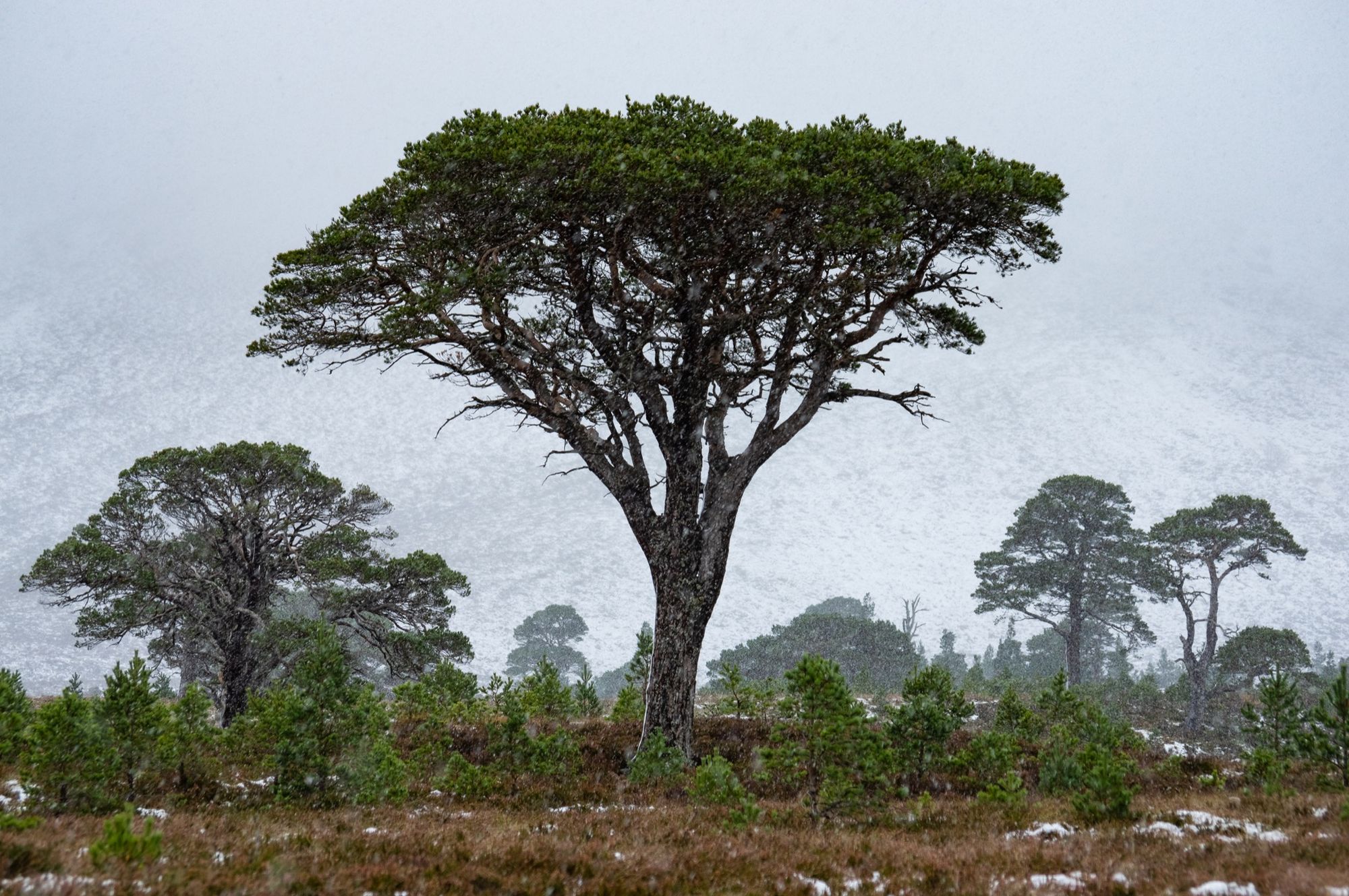 Abernethy Forest © Alex Roddie